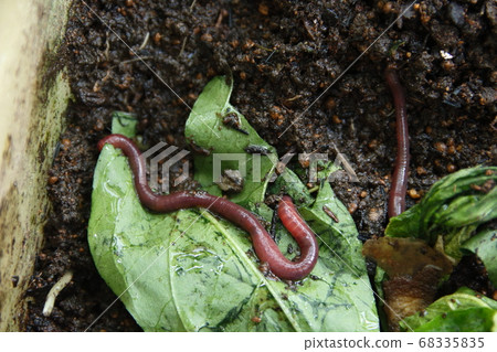 Striped earthworm (Pheasant/earthworm compost) 68335835