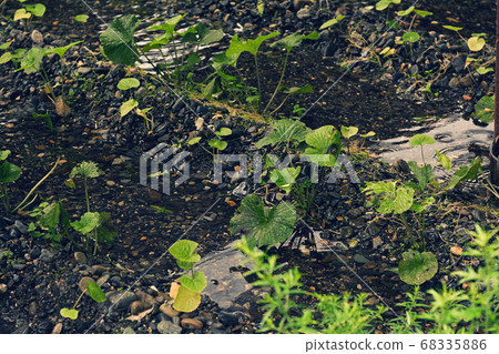 Nagano Daio Wasabi Farm 68335886