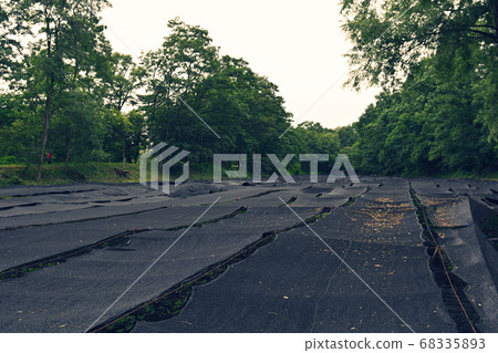 長野大王芥末農場 68335893