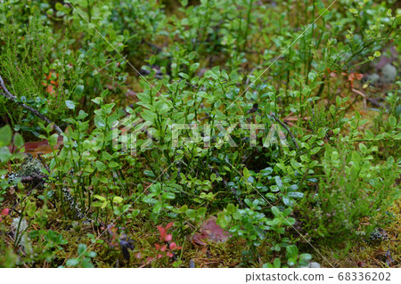 Blueberry bushes closeup. 68336202