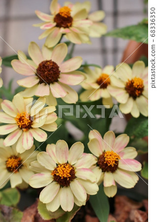Yellow Zinnia in full bloom 68336350