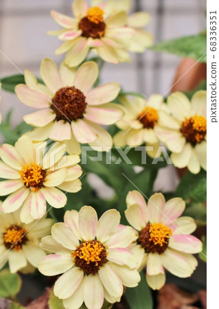Yellow Zinnia in full bloom 68336351