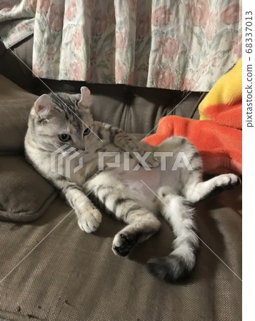 美國捲毛看電視 68337013