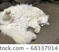 白貓放鬆 68337014