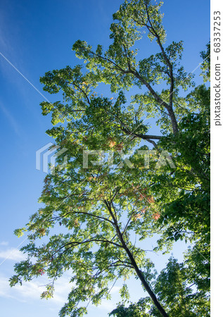 I like faint colors 68337253