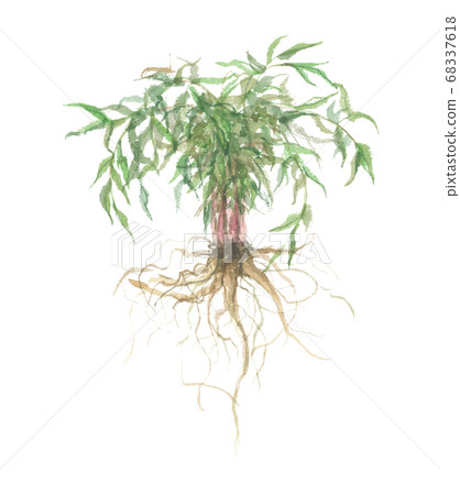 Yama carrot, mountain ginseng 68337618