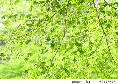 One side of fresh green maple One side of fresh green maple 68337657