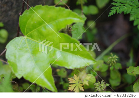 Close-up photo with leaves of left hand Close-up photo with leaves of left hand 68338280