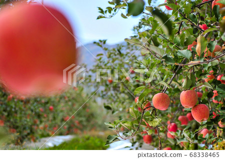 Apple orchard in autumn, ahead of harvest 68338465