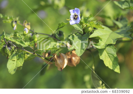 黑面酸漿（黑燈籠） 68339092