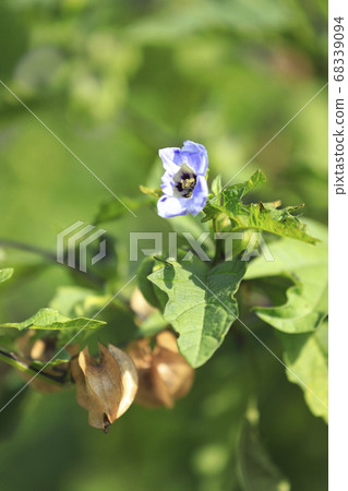 黑面酸漿（黑燈籠） 68339094