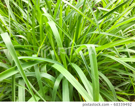 Lemongrass or Lapine or West Indian were planted on the ground. It is a shrub, its leaves are long and slender green Lemongrass or Lapine or West Indian were planted on the ground. It is a shrub, its leaves are long and slender green 68339492