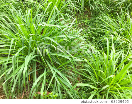 Lemongrass or Lapine or West Indian were planted on the ground. It is a shrub, its leaves are long and slender green 68339495