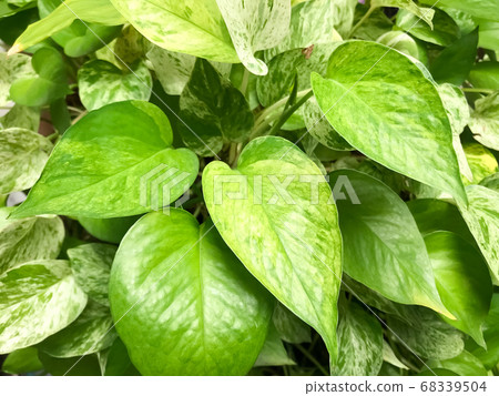 The leaf of Golden pothos , this is green leaf detail of garden tree The leaf of Golden pothos , this is green leaf detail of garden tree 68339504