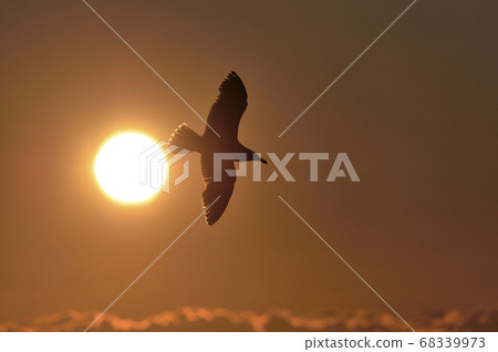 Sunset and Black-backed Gull (Hokkaido, Shiretoko) Sunset and Black-backed Gull (Hokkaido, Shiretoko) 68339973