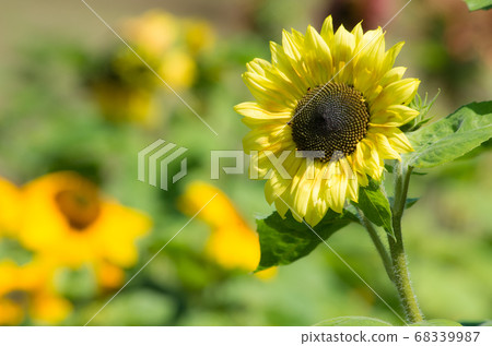 開始開花 68339987