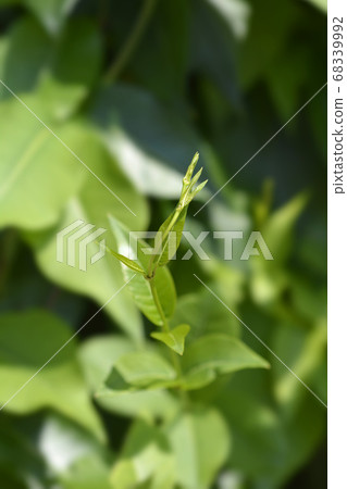 Grecian silkvine Grecian silkvine 68339992
