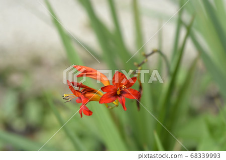 Montbretia Lucifer Montbretia Lucifer 68339993