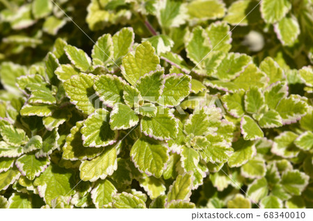 Swedish ivy Marginatus 68340010