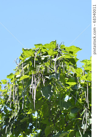 Common catalpa Common catalpa 68340011