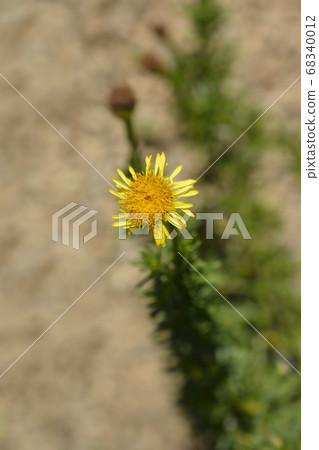 Golden samphire 68340012