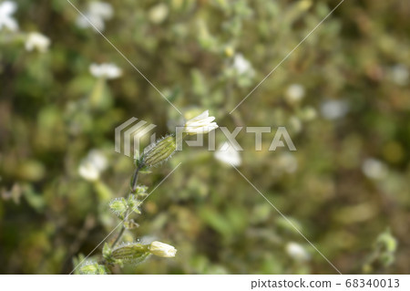 White campion 68340013