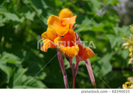 卡納(Canna),一個叫孟加拉虎(Bengal Tiger)的犬種 卡納(Canna),一個叫孟加拉虎(Bengal Tiger)的犬種 68340035