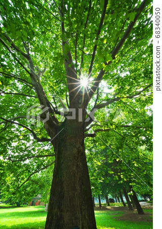 American sycamore, which is about 24 meters high and provides shade in the summer American sycamore, which is about 24 meters high and provides shade in the summer 68340050