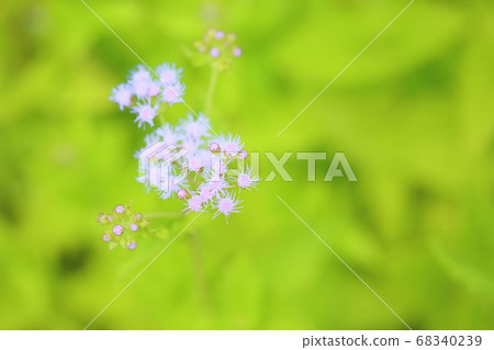 Uupa torium flower 68340239