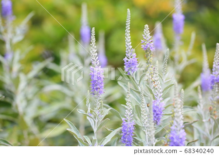 Tortillan flowers 68340240