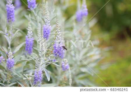 Tortillan flowers 68340241