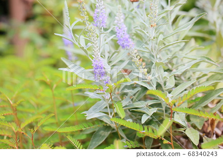 Tortillan flowers Tortillan flowers 68340243