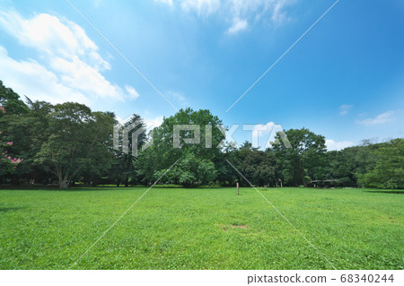 American sycamore with a tree height of about 24 meters in Kinuta Park (center of the photo) American sycamore with a tree height of about 24 meters in Kinuta Park (center of the photo) 68340244