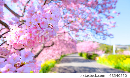 南伊豆町下鴨的川津櫻花 南伊豆町下鴨的川津櫻花 68340250
