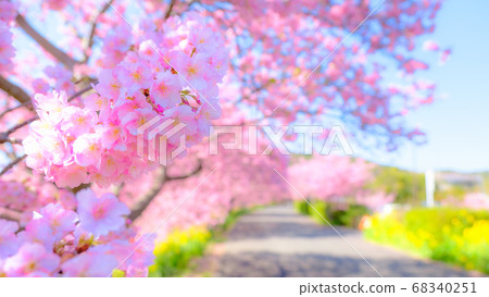 Kawazu Sakura in Shimogamo, Minamiizu-cho (soft focus) 68340251