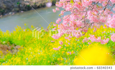 Kawazu Sakura in Shimogamo, Minamiizu-cho (soft focus) 68340343