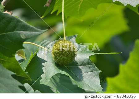 美國鈴木蛋糕的果實和葉子 68340350