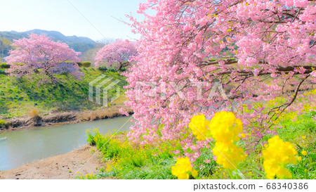Kawazu Sakura in Shimogamo, Minamiizu-cho (soft focus) Kawazu Sakura in Shimogamo, Minamiizu-cho (soft focus) 68340386