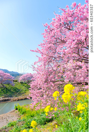 Kawazu cherry blossoms in Shimogamo, Minamiizu-cho Kawazu cherry blossoms in Shimogamo, Minamiizu-cho 68340387