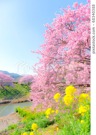 Kawazu Sakura in Shimogamo, Minamiizu-cho (soft focus) Kawazu Sakura in Shimogamo, Minamiizu-cho (soft focus) 68340388