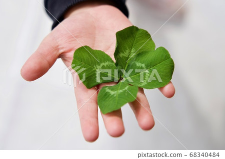 四葉三葉草在一個孩子的手掌 四葉三葉草在一個孩子的手掌 68340484