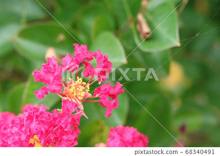 雨季結束時 紫薇盛開 照片素材 圖片 圖庫