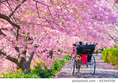 Kawazu cherry blossoms in Shimogamo, Minamiizu-cho 68340506
