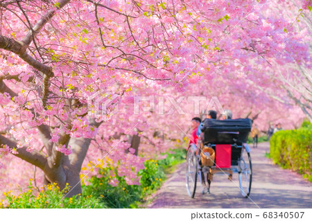 Kawazu Sakura in Shimogamo, Minamiizu-cho (soft focus) 68340507