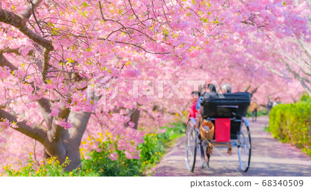 南伊豆町下鴨的河津櫻（軟焦點） 68340509