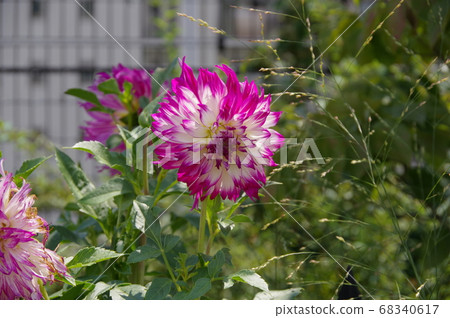 Dahlia Dahlia 68340617