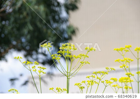 Ominaeji 68340619