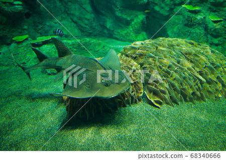 Shinohime Shark Shinohime Shark 68340666