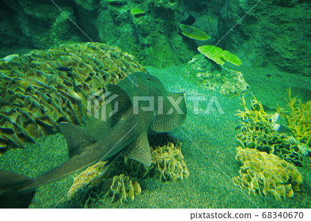 Shinohime Shark 68340670