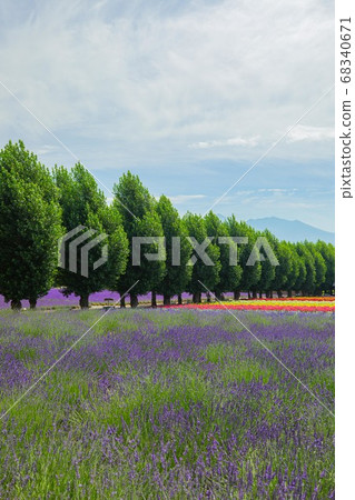 Hokkaido Farm Tomita July Hokkaido Farm Tomita July 68340671